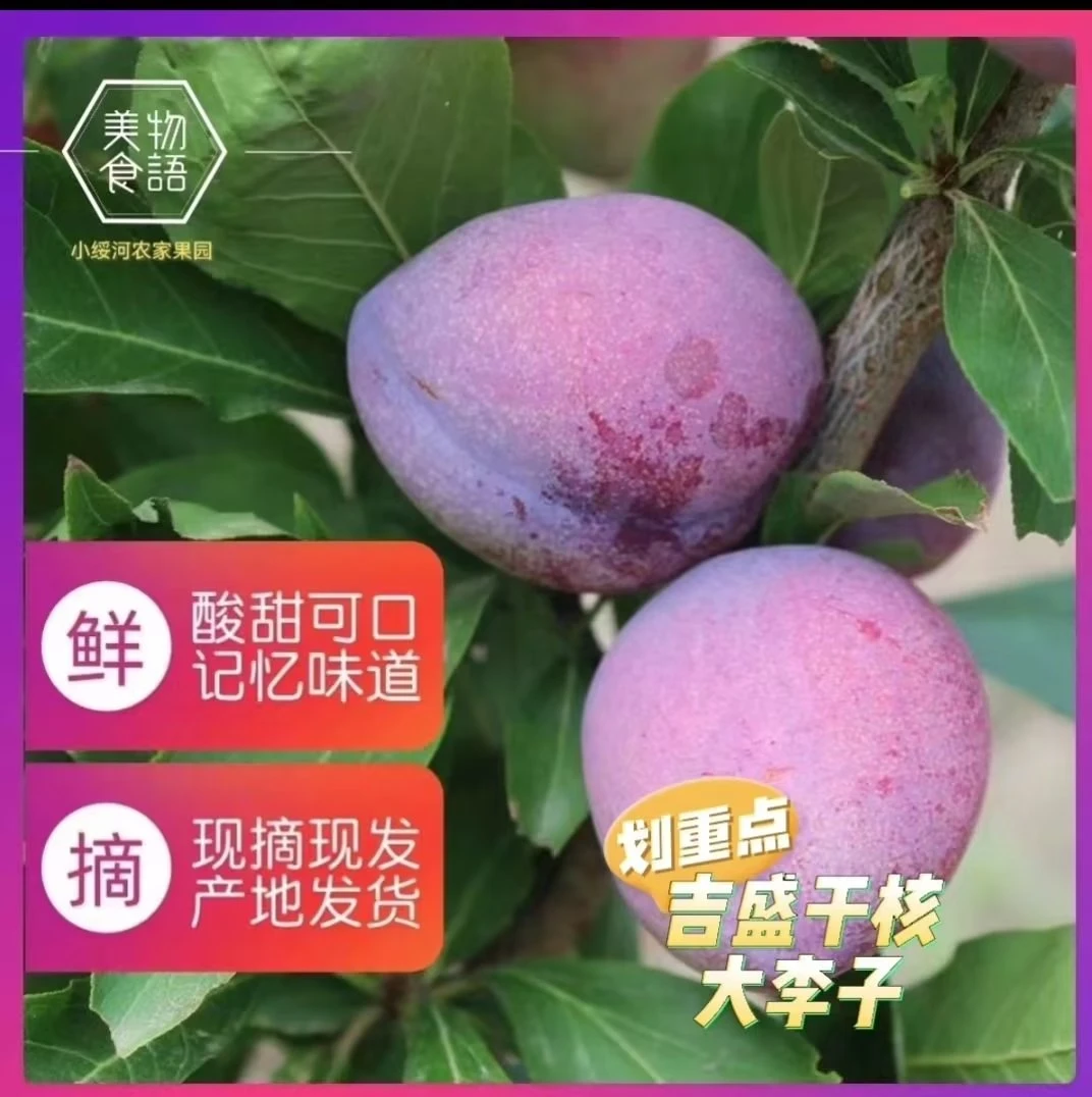 东北干碗离核牛心桃型吉盛大李子一箱五斤包邮 坏果包赔
