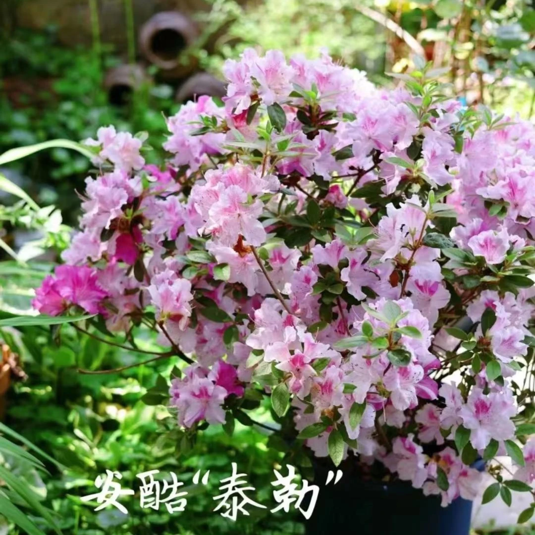 泰勒 安库四季杜鹃复色大花耐寒耐热常绿灌木易活好养花园阳台