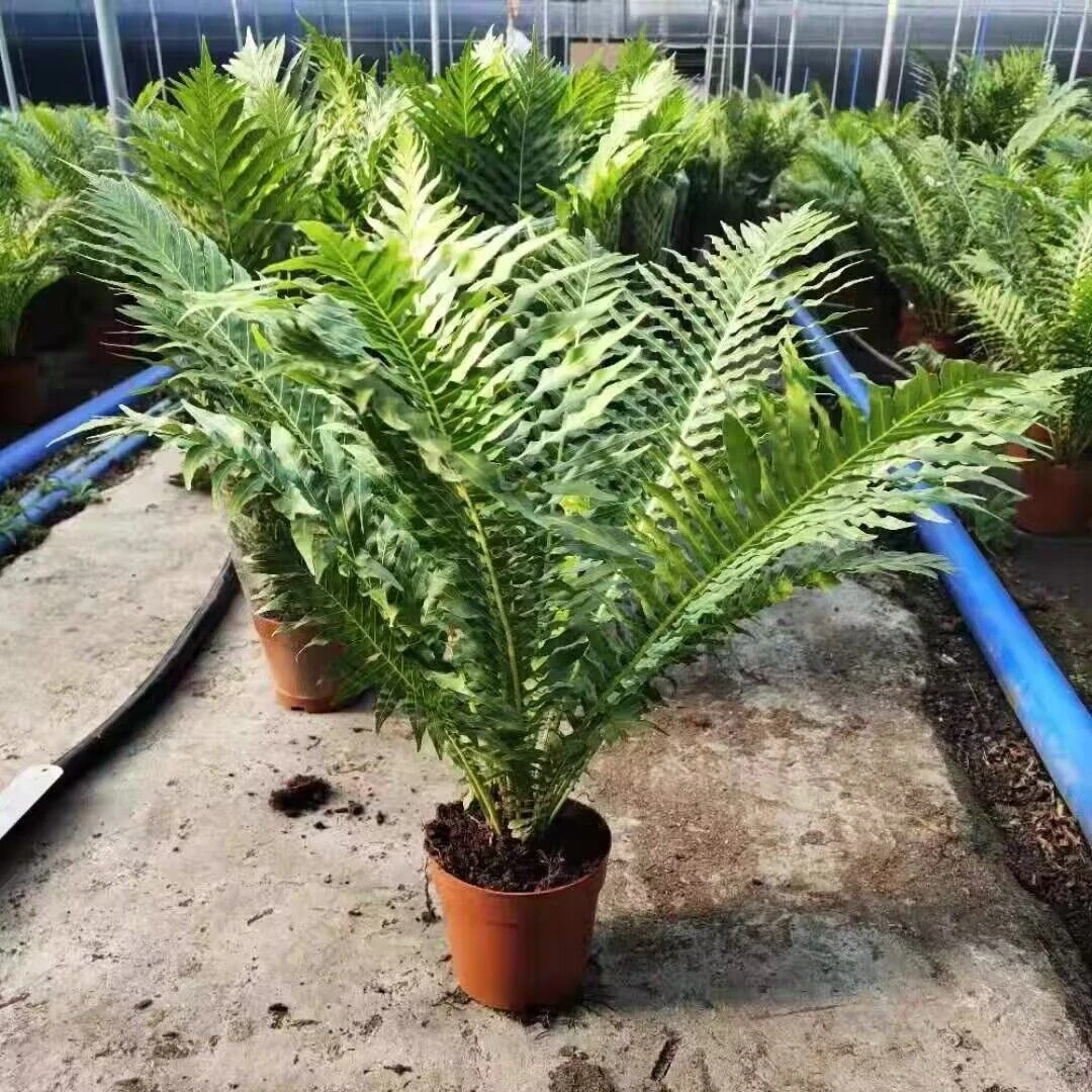 富贵蕨盆栽室内外客厅办公喜阴好养护花卉吸甲醛净化空气观叶植物