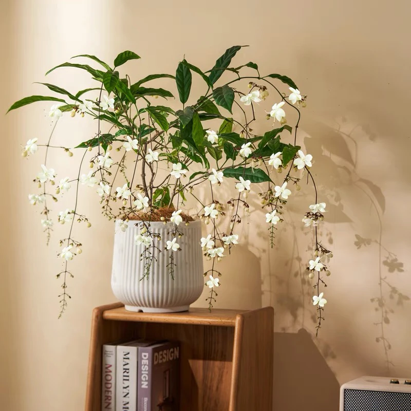 垂丝茉莉盆栽带花苞四季开花客厅室内垂吊绿植物花卉净化空气盆景