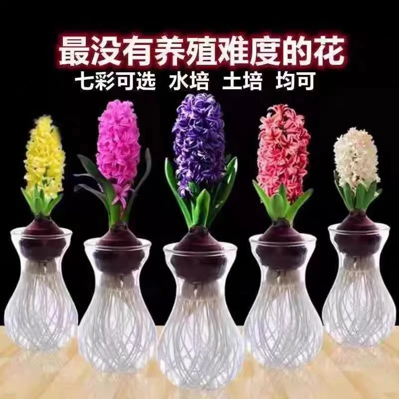 【精选】风信子种球四季耐寒水培土培易活盆栽地载阳台桌面多年生