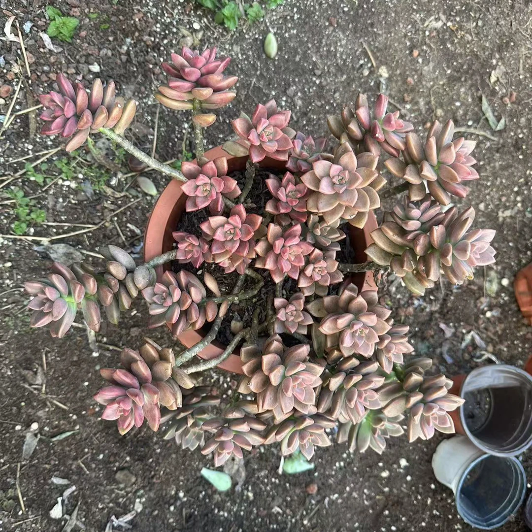 姬胧月不包整散不售后 多肉植物 满15包邮