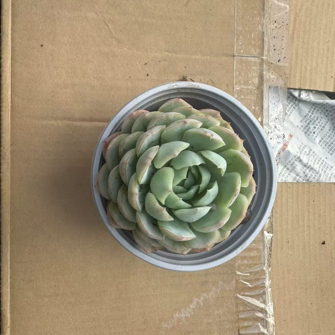 贝瑞 多肉植物 满15包邮