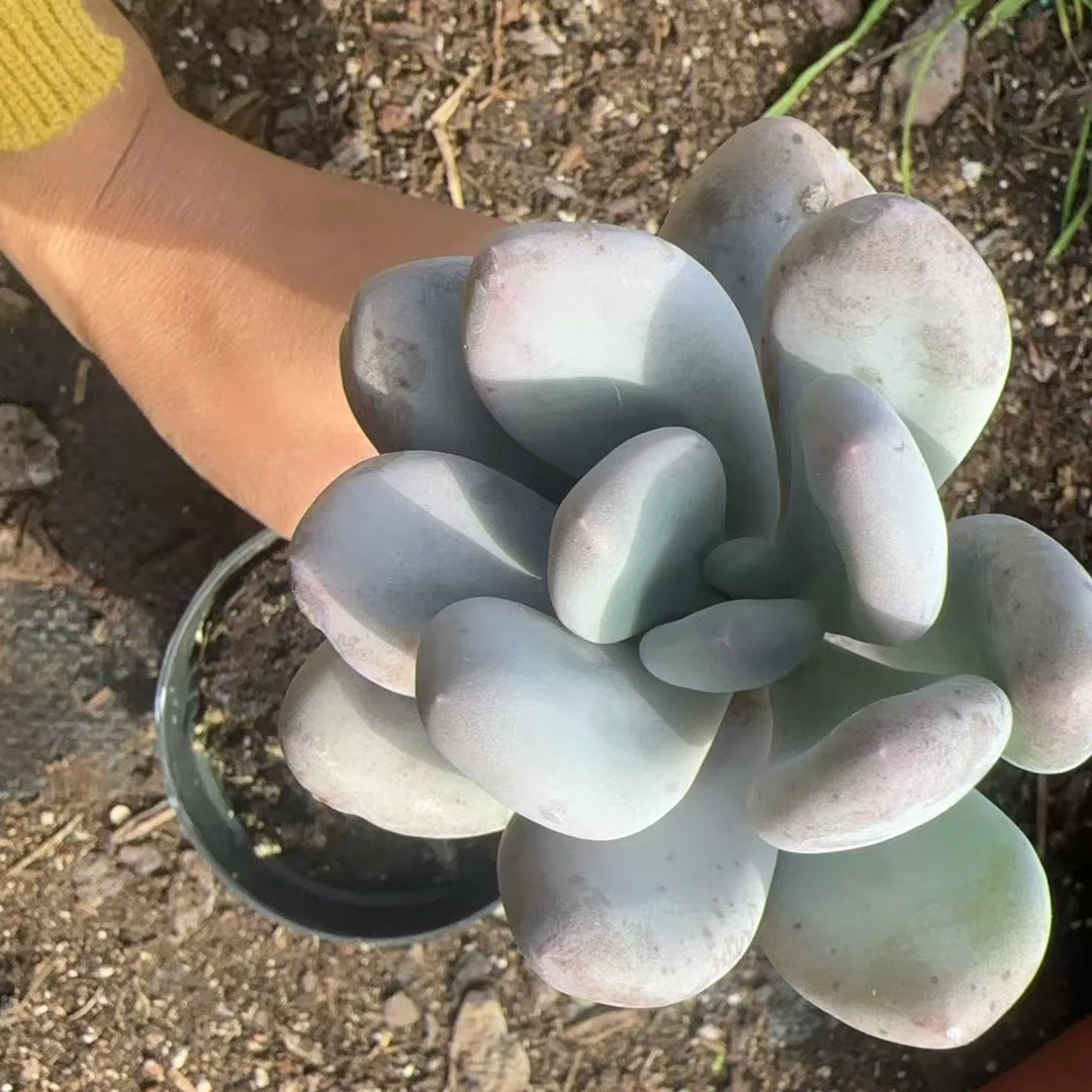 桃美人  多肉植物 满15包邮