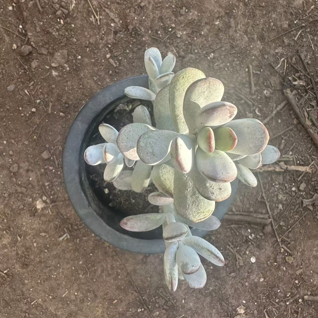 乒乓福娘   多肉植物 满15包邮