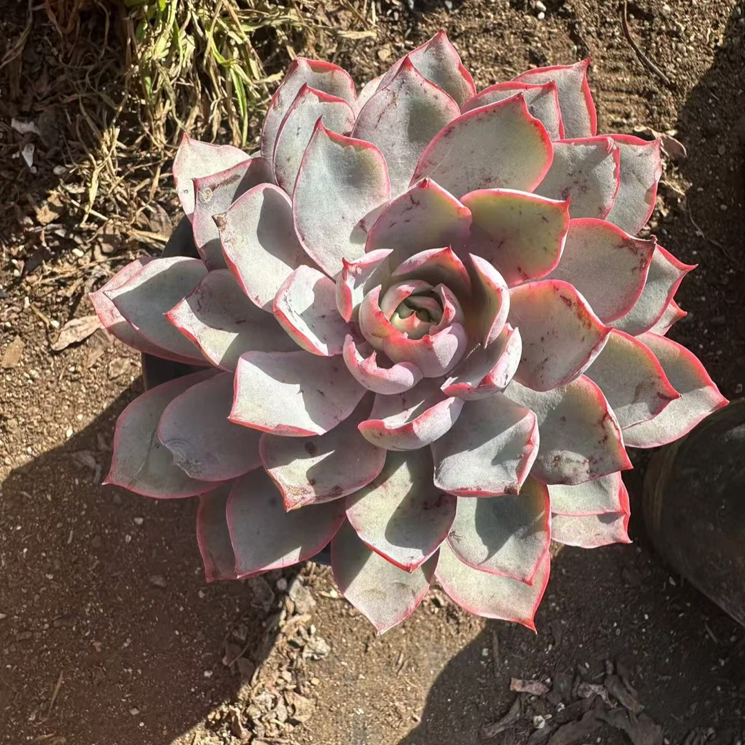 赫拉 多肉植物 满15包邮