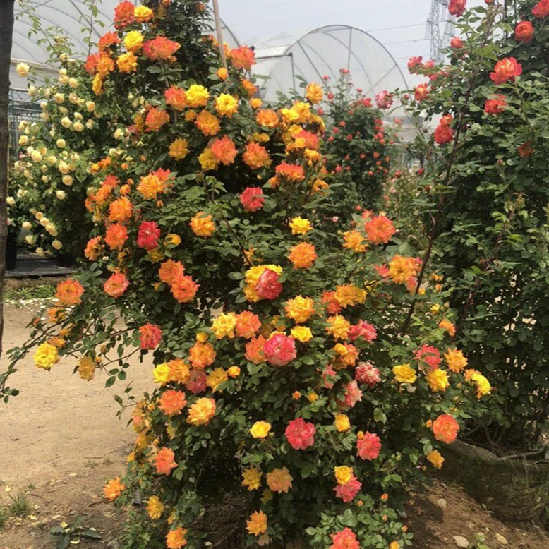 藤彩虹月季花苗盆栽藤本蔷薇花苗变色龙花墙庭院爬藤植物四季开花