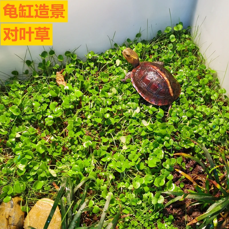 对叶草水草种子龟缸造景鱼缸装饰水族箱种籽四季鲜活淡水植物懒人