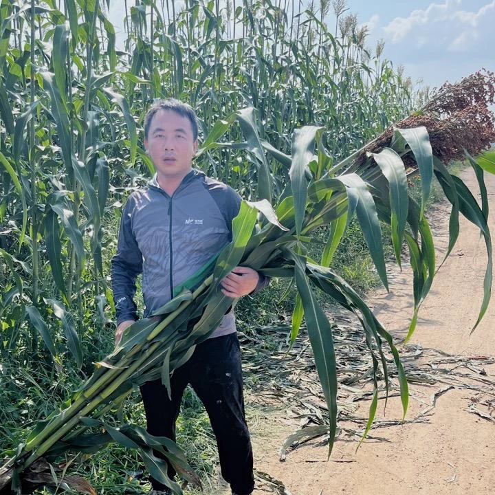 绿皮甜杆和紫罗兰甜杆(混搭)