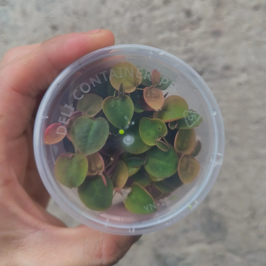 红毛丹浮萍，观赏性浮萍，古法养鱼浮萍水草