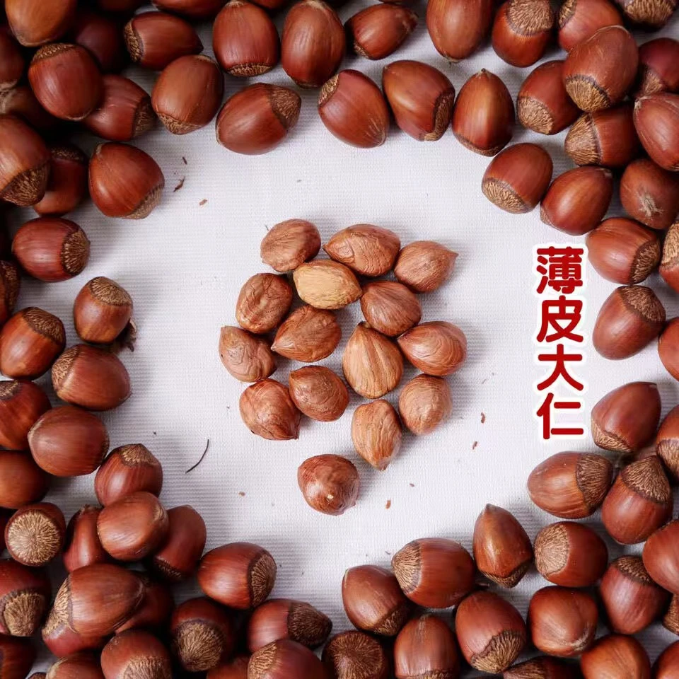 《秋姐推荐》东北纸皮玉坠榛子2斤/4斤全国包邮，带开口器