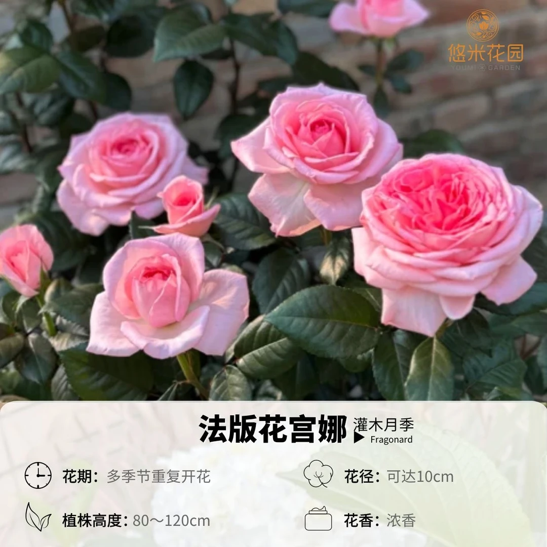 悠米花园【法版花宫娜】1加仑2加仑根接 月季盆栽花卉植物阳台玫瑰