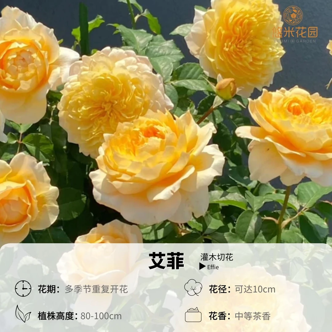 悠米花园【艾菲】2加仑根接 月季大花切花 灌木原盆 庭院盆栽