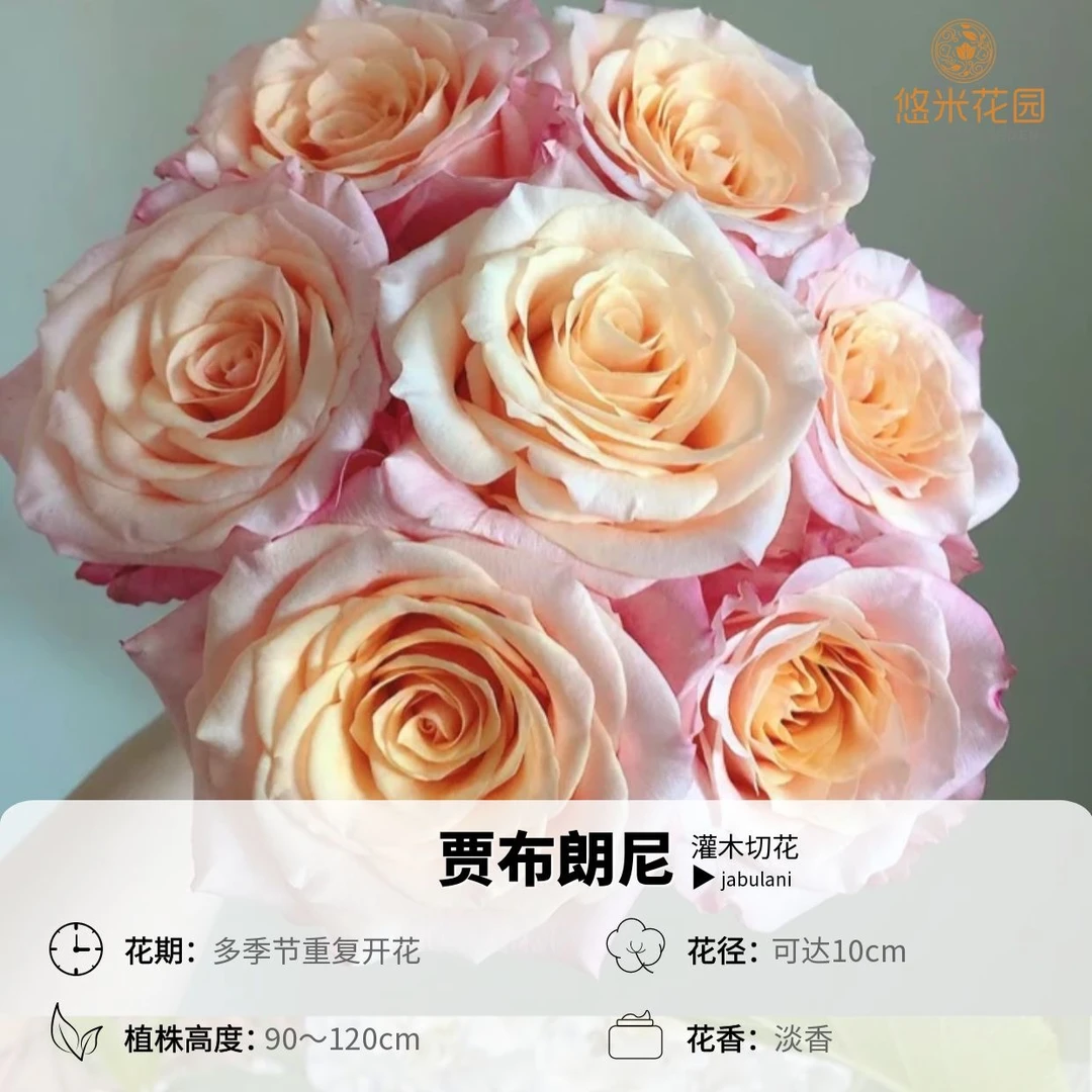 悠米花园【贾布朗尼】1加仑根接 切花月季盆栽外粉内橙渐变刺少