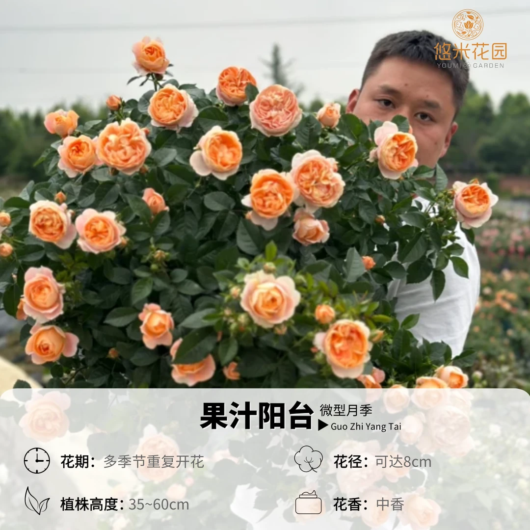 悠米花园【果汁阳台】1.5加2加仑根接 棒棒糖 月季微月阳台丰花