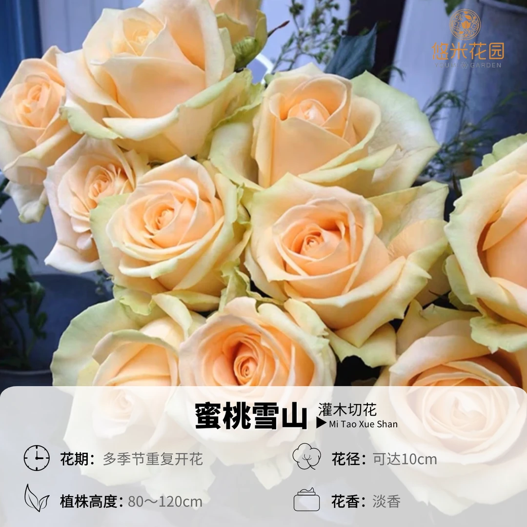 悠米花园【蜜桃雪山】1加仑扦插根接月季 阳台花卉庭院花园绿植花卉