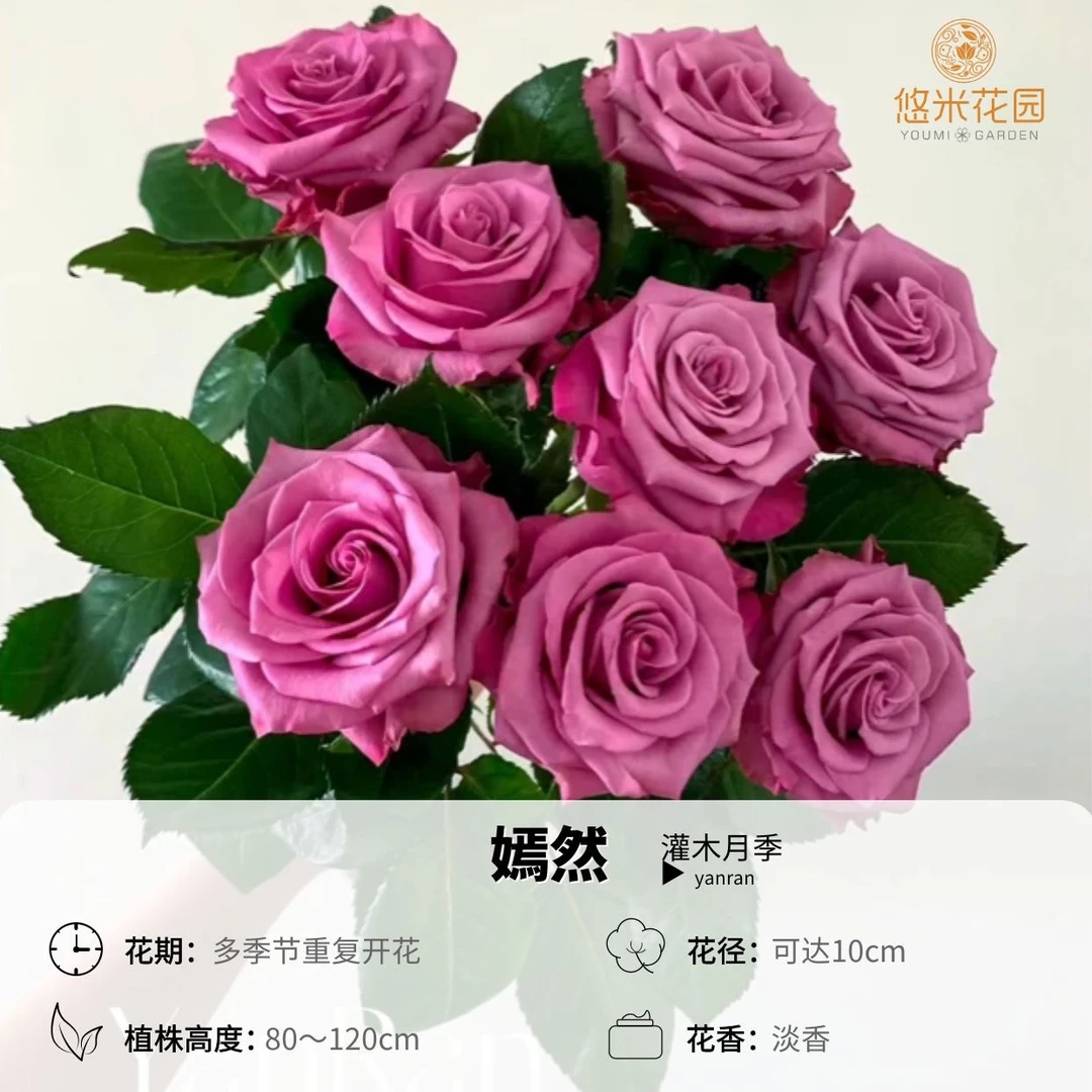 悠米花园【嫣然】1加仑根接 切花月季耐开盆栽阳台庭院多季