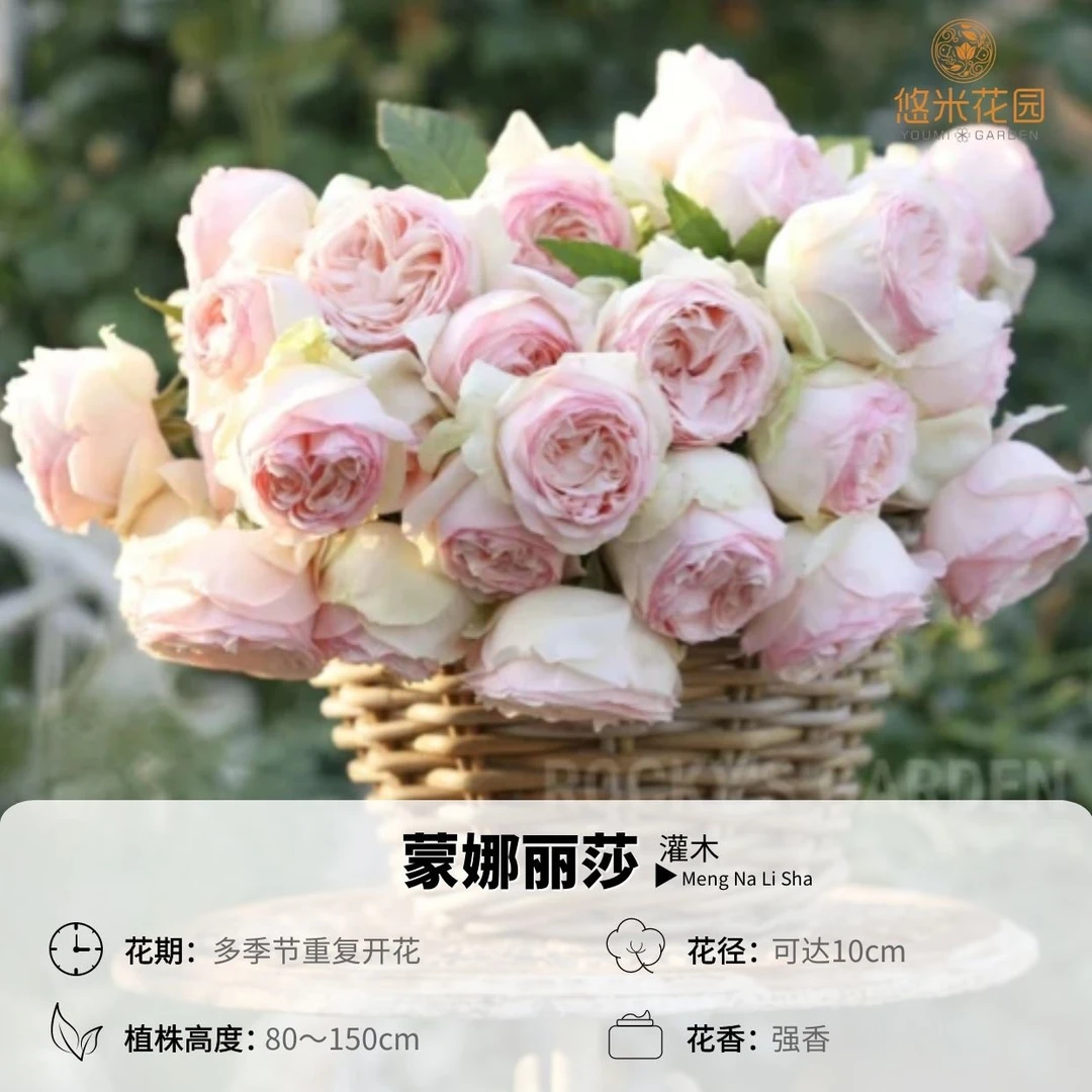 悠米花园【蒙娜丽莎】1加仑扦插 月季浓香多季粉包子庭院阳台盆栽