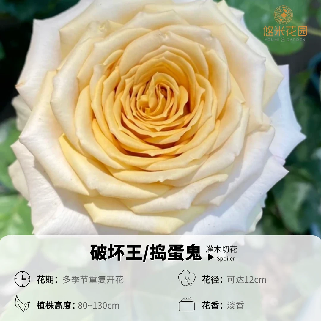 悠米花园【捣蛋鬼】1加仑根接 【破坏王】月季复古渐变色 切花大花