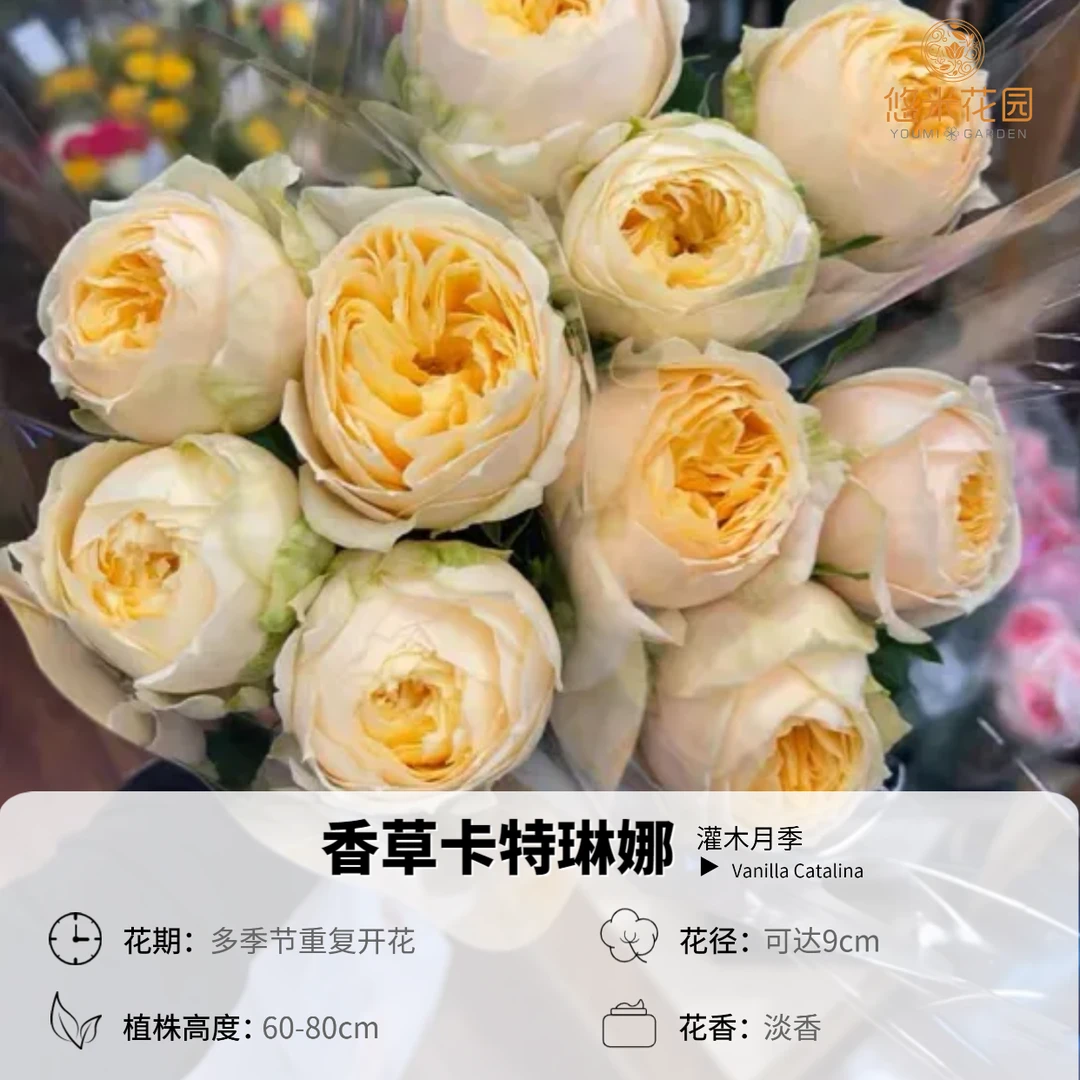 悠米花园【香草卡特琳娜】1加仑根接 切花月季花苗盆栽阳台月季