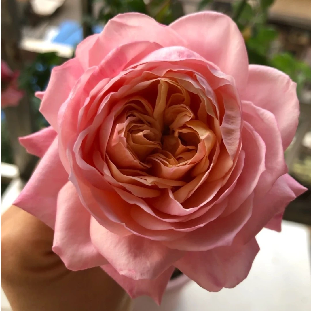 悠米花园【金伯利】2加仑根接 月季 复古渐变粉 花园植物