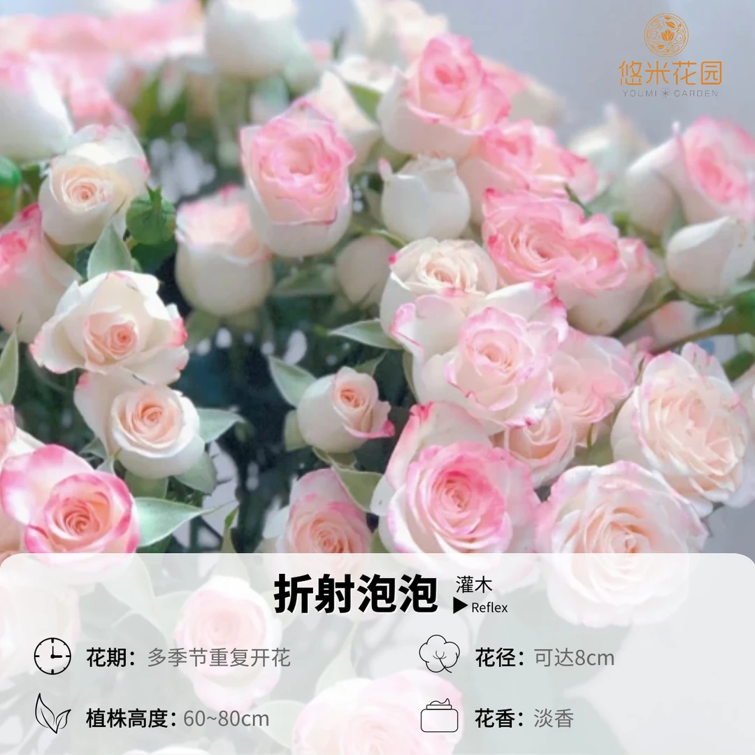 悠米花园【折射泡泡】1加仑1.5加仑扦插 月季新手多头复花快开花