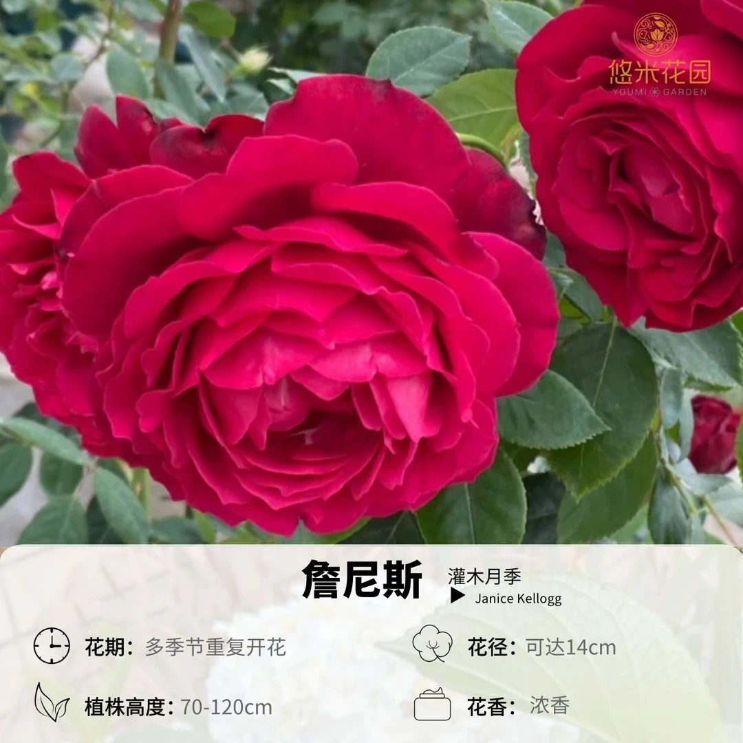 悠米花园【詹尼斯】1加仑2加仑根接 月季灌木阳台植物花卉抗病