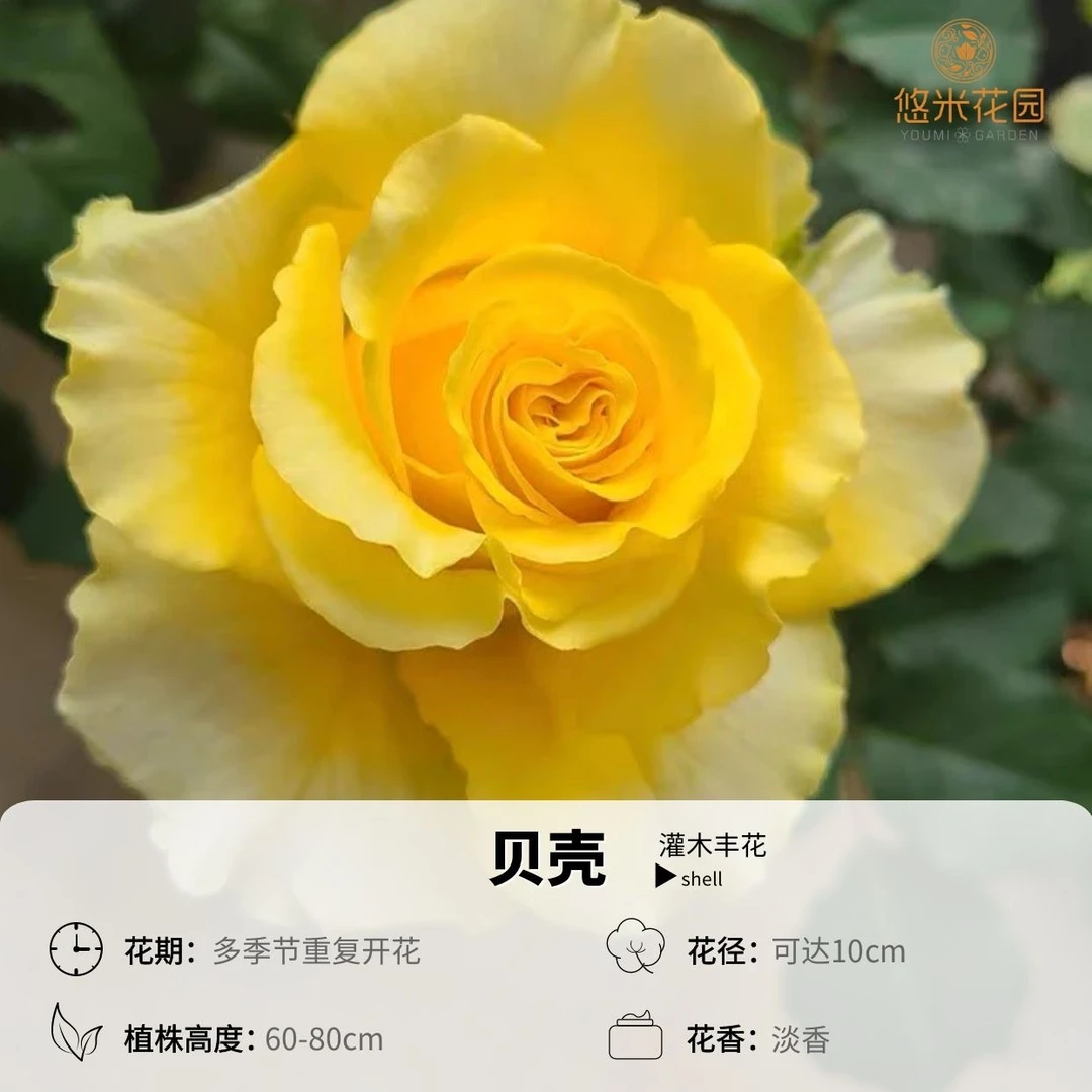 悠米花园【贝壳】1加仑2加仑扦插根接 正黄色大花强香月季 矮装
