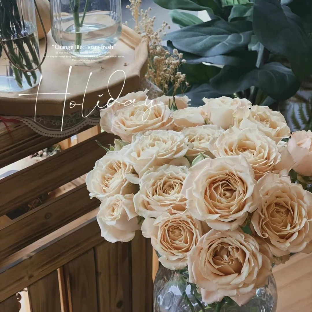 悠米花园【撒哈拉之恋】1加仑根接 月季多头盆栽勤花复古色