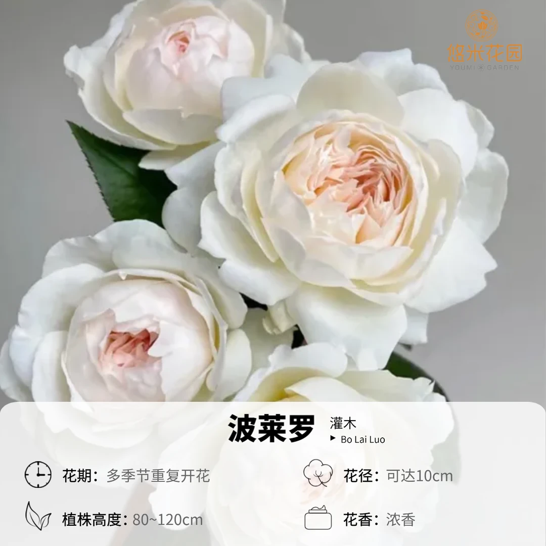 悠米花园【波莱罗】2加仑根接 多季丰花庭院露台观赏植物花卉盆栽苗