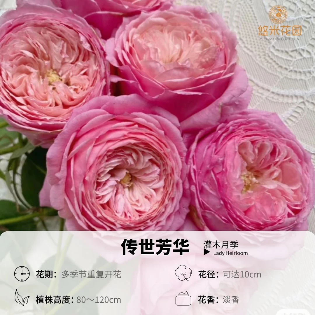悠米花园【传世芳华】1加仑根接 耐热长速快抗病花园园艺阳台植物