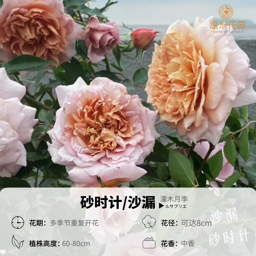 悠米花园【砂时计】2加仑根接 月季抗病丰花花园阳台