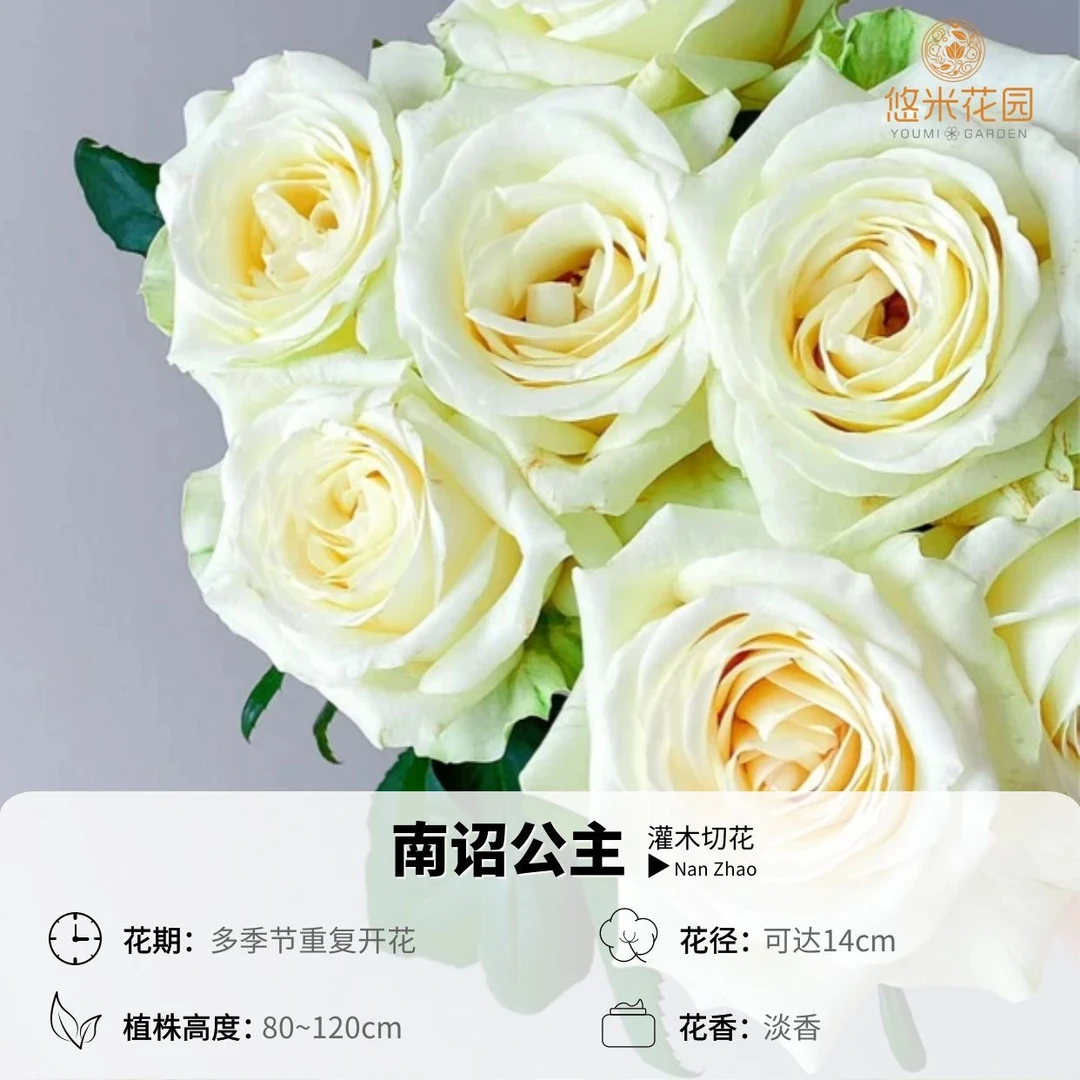 悠米花园【南诏公主】1加仑2加仑根接 切花月季 白绿色 大花浓香