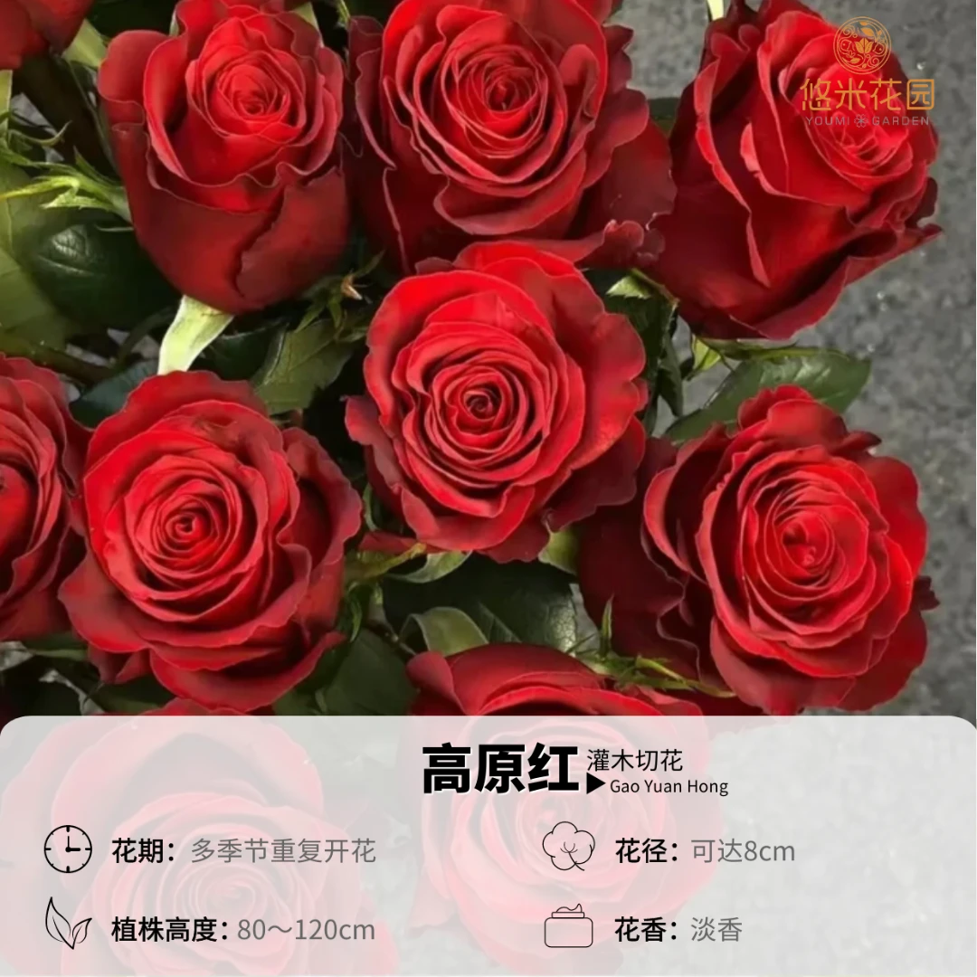悠米花园【高原红】1加仑根接 正红色切花月季 株型好控制 丰花