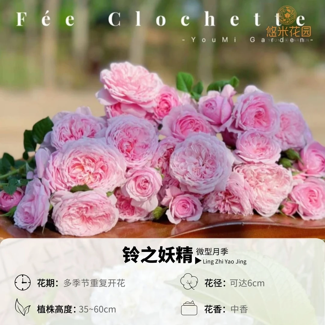 悠米花园【铃之妖精】1加仑扦插 月季爆花抗性好清香阳台植物花卉