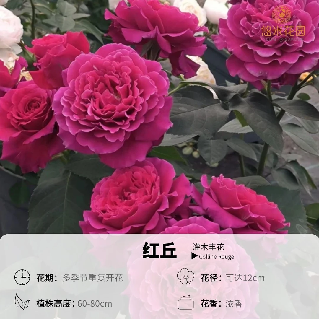 悠米花园【红丘】1加仑2加仑扦插根接 直立性好大波浪月季 天家胭脂