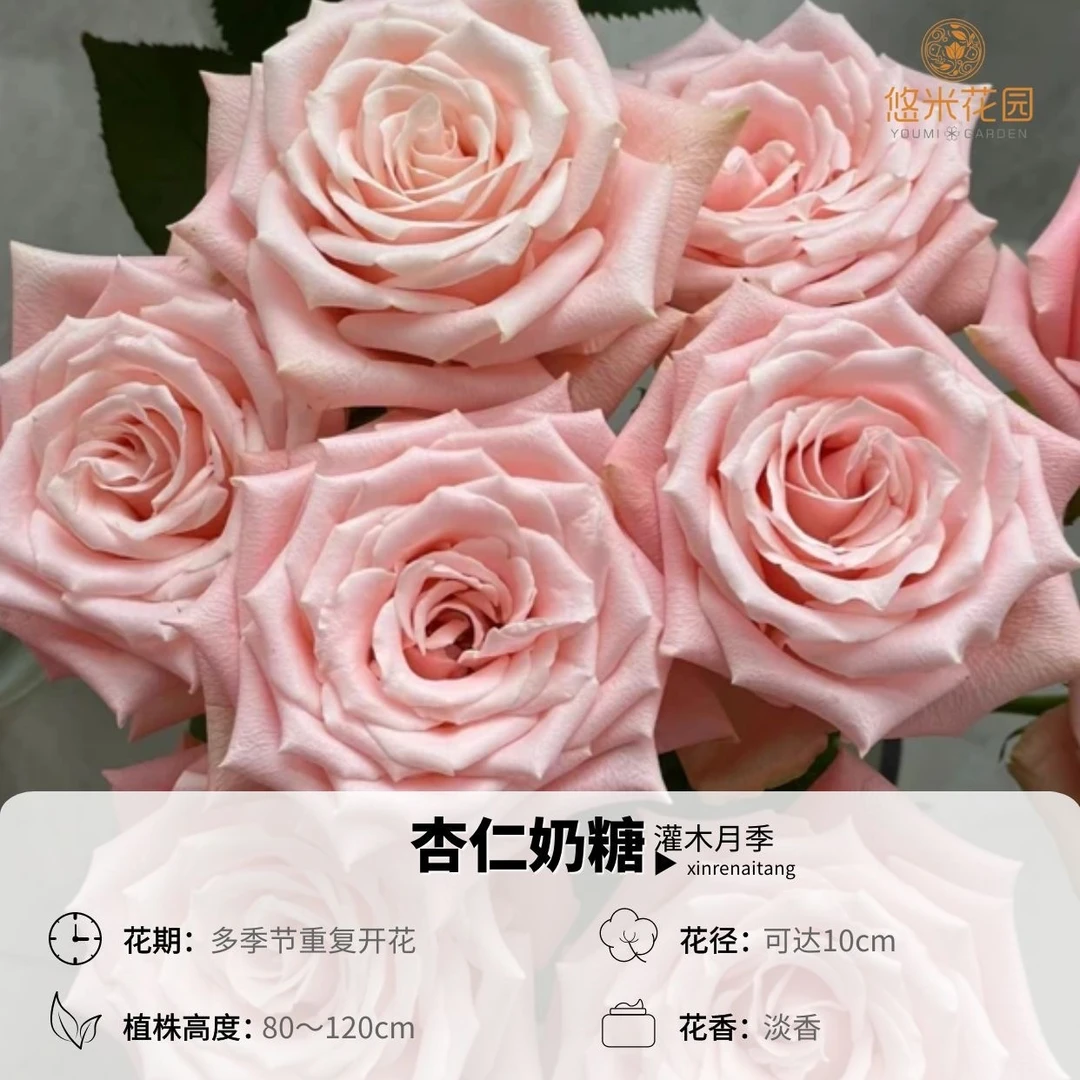 悠米花园【杏仁奶糖】1加仑根接 切花月季盆栽橘粉色