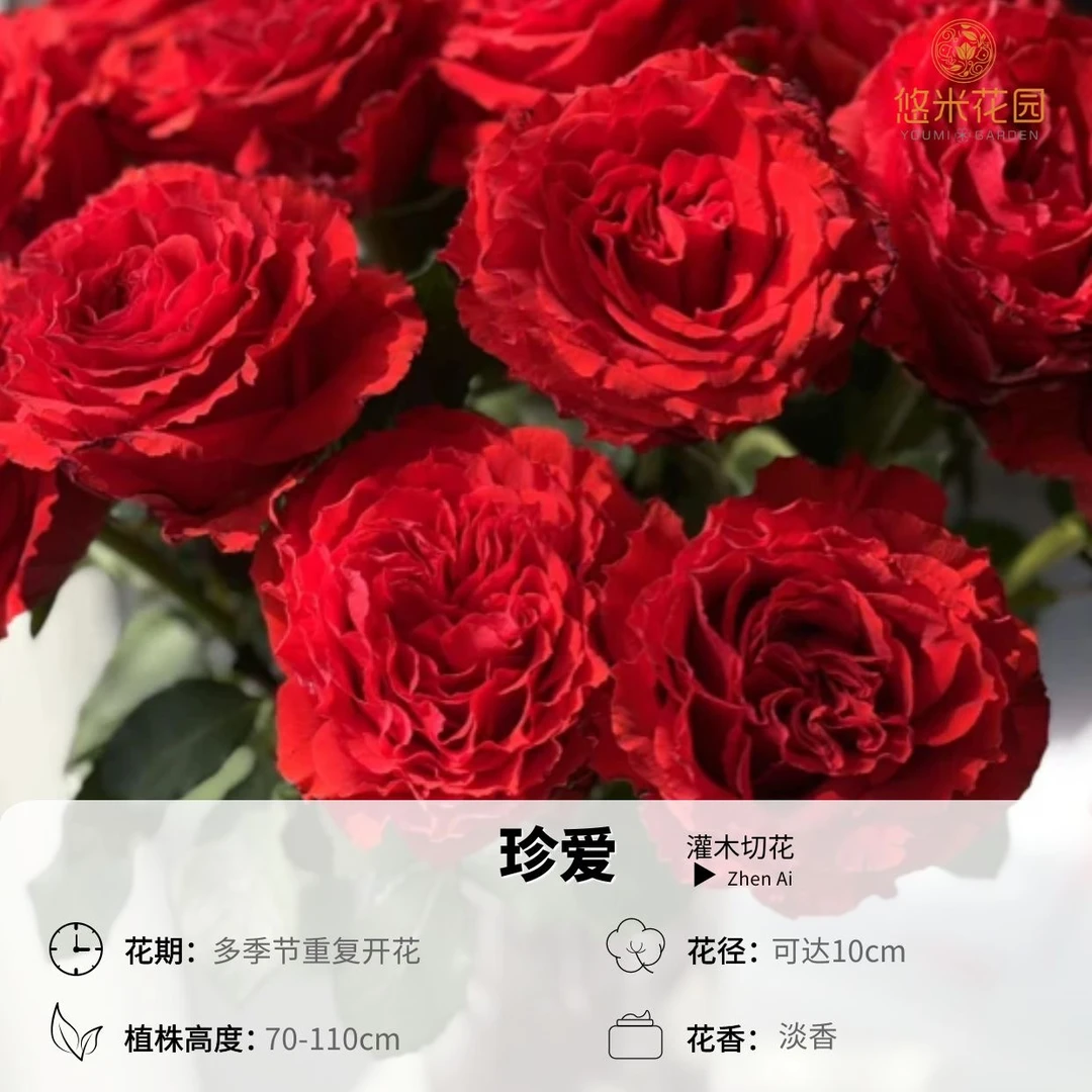 悠米花园【珍爱】1加根接月季 新手种植阳台盆栽花卉植物花卉绿植