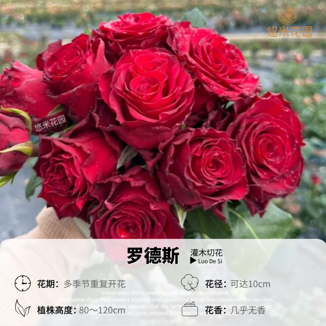 悠米花园【罗德斯】2加仑根接 月季阳台花瓣数量多大花头无刺茎