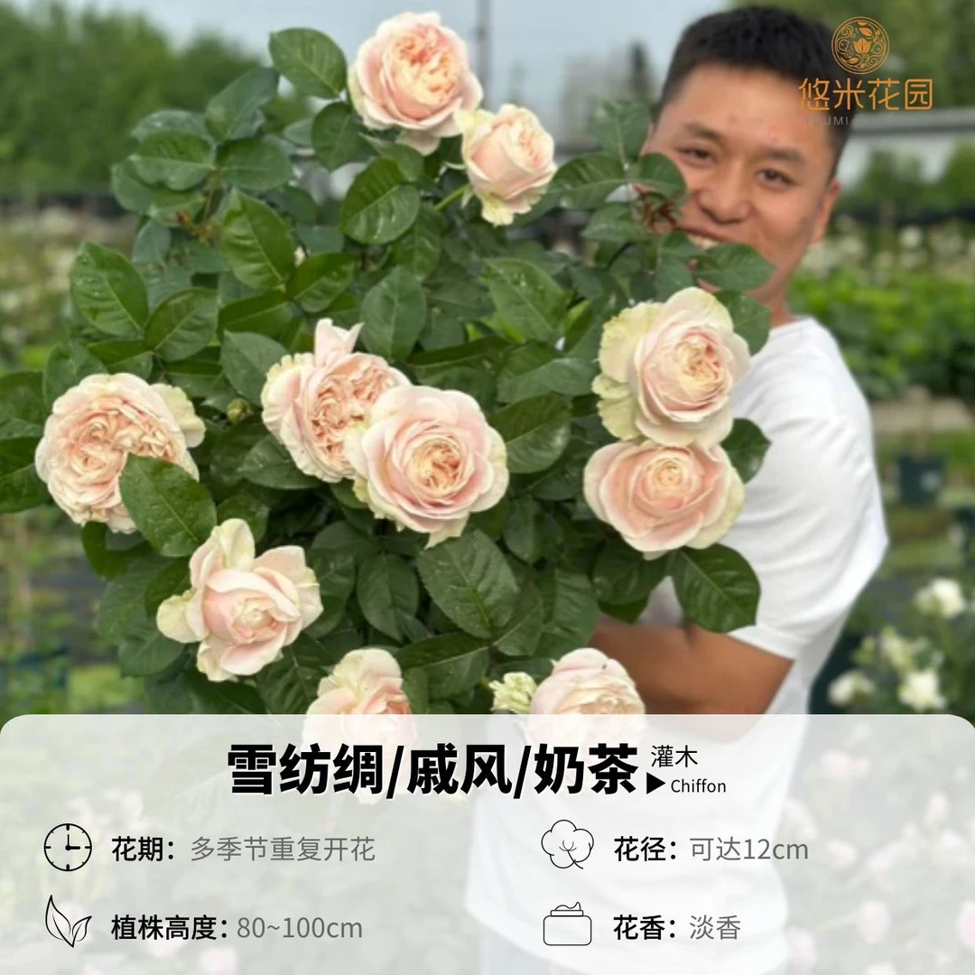 悠米花园【雪纺绸】1加仑扦插根接 【戚风】月季切花大花浓香多季开花