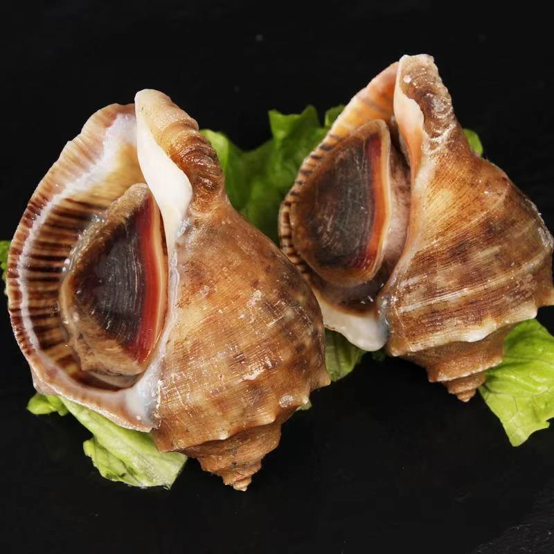 鲜活海捕海螺 500g