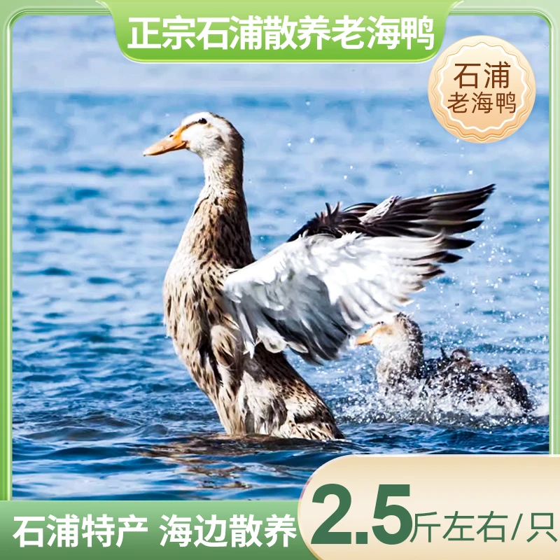 象山鲜宁波象山石浦特产老海鸭2年人工宰杀1只2.5斤左右鲜美紧实