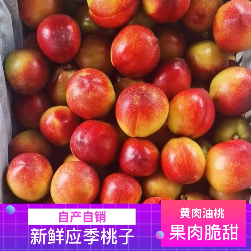 【露天】油桃新鲜黄肉油桃孕妇自种应季水果采摘老树黄心桃子888