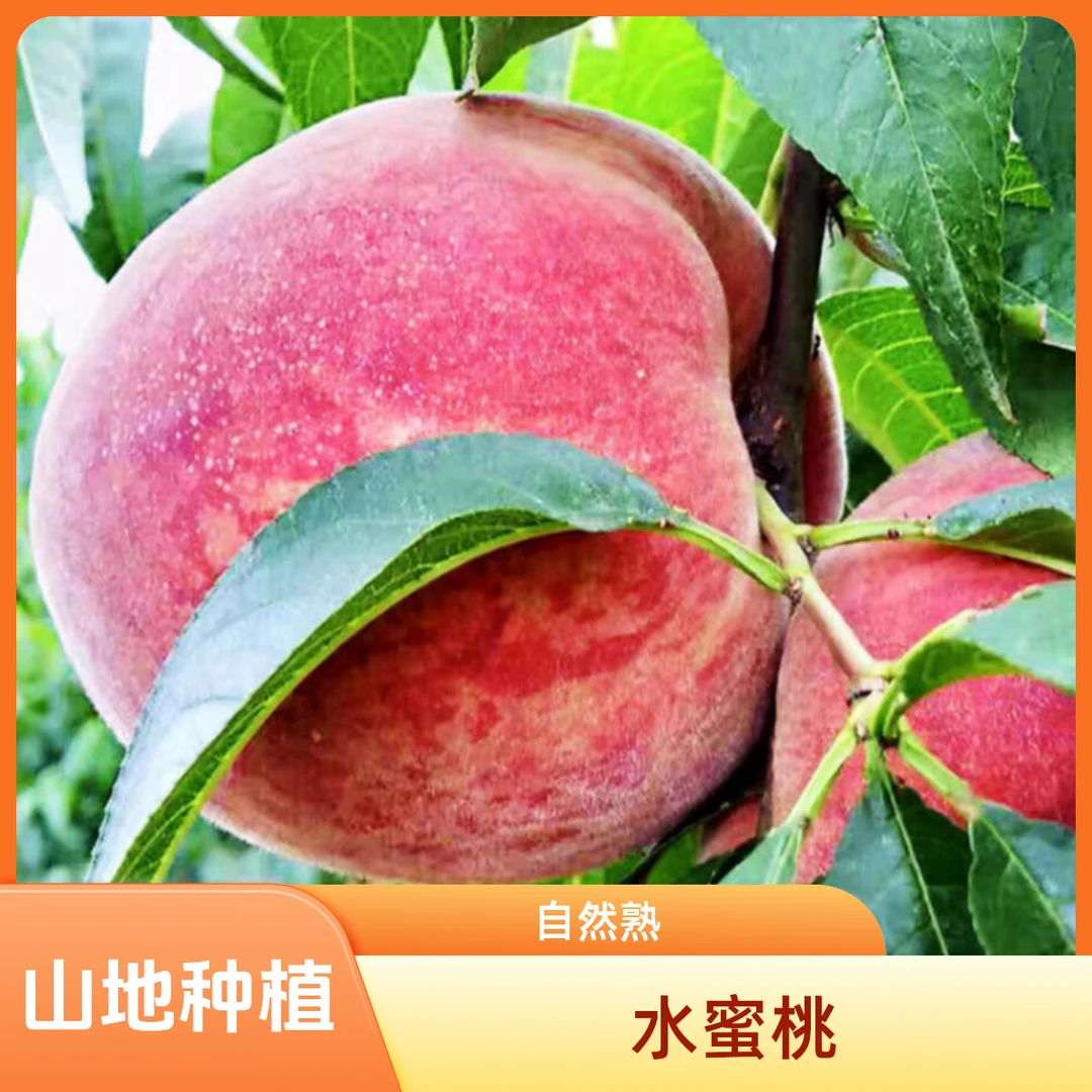 襄阳水蜜桃应季桃子自然熟孕妇宝宝水果酸甜山地种植个头偏小