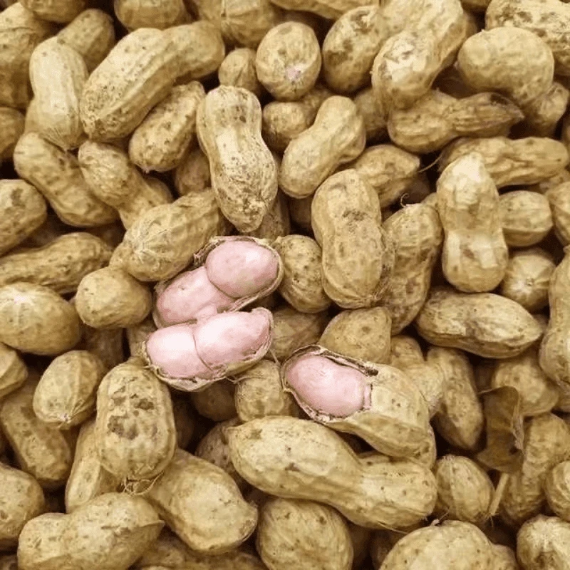 25年土地新鲜湿花生粉皮花生农家种植带壳湿花生现挖现发湿花生