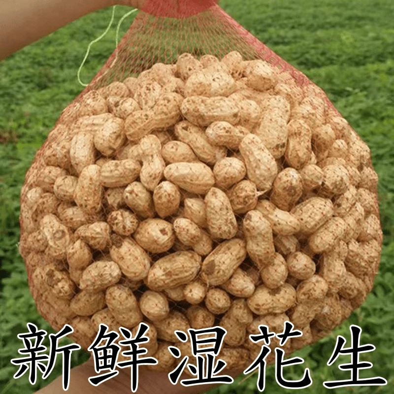 现挖优质自种2024年新鲜湿花生农家种粉皮带壳花生可水煮可生香甜