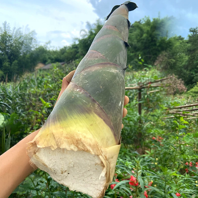 （顺丰包邮）广西高山麻竹笋大竹笋当季蔬菜