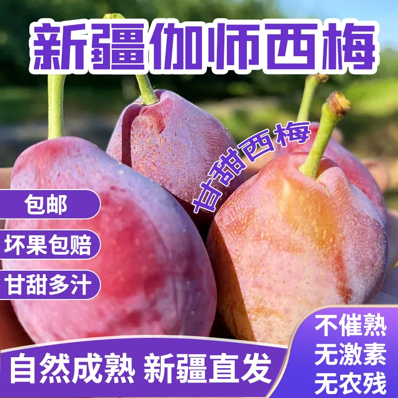西梅新疆特产新鲜水果正宗天然西梅应季精品水果酸甜多汁鲜嫩饱满