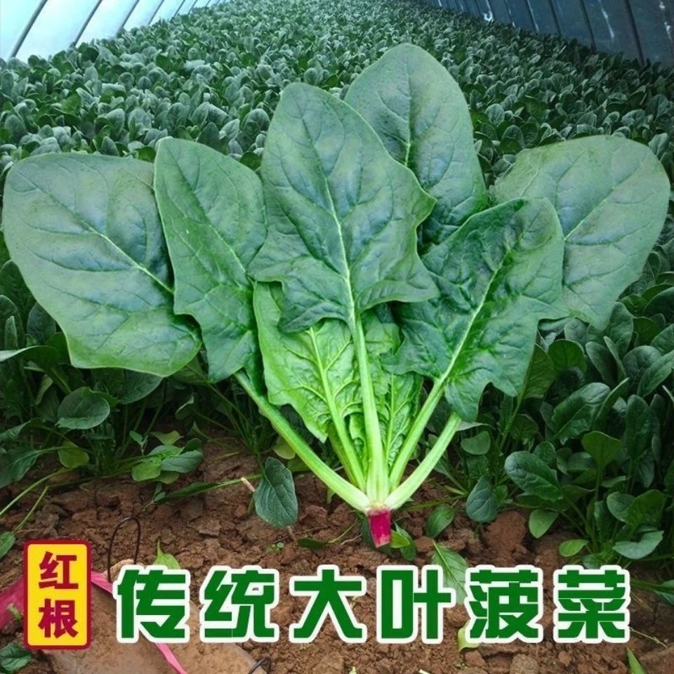 大叶菠菜种子四季易种原生态菠菜籽种子耐热耐寒越冬波菜种子