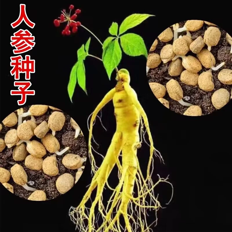 长白山人参种子正宗人参种子四季人工种植阳台小院均可种植简单